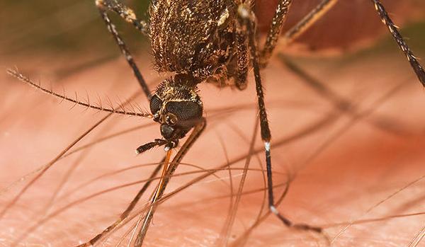 Second human case of West Nile Virus reported, Delta County Department of Health officials say