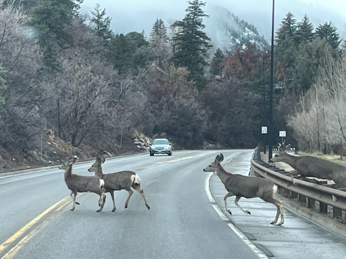 CPW reminds motorists to keep watchful eye for wildlife on roadways | News  | montrosepress.com