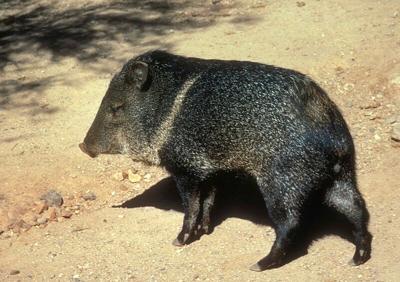 OUTDOORS: The javelina is no mere hog
