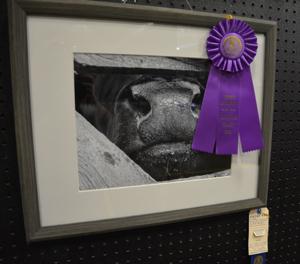 County seeks open division entries for upcoming fair
