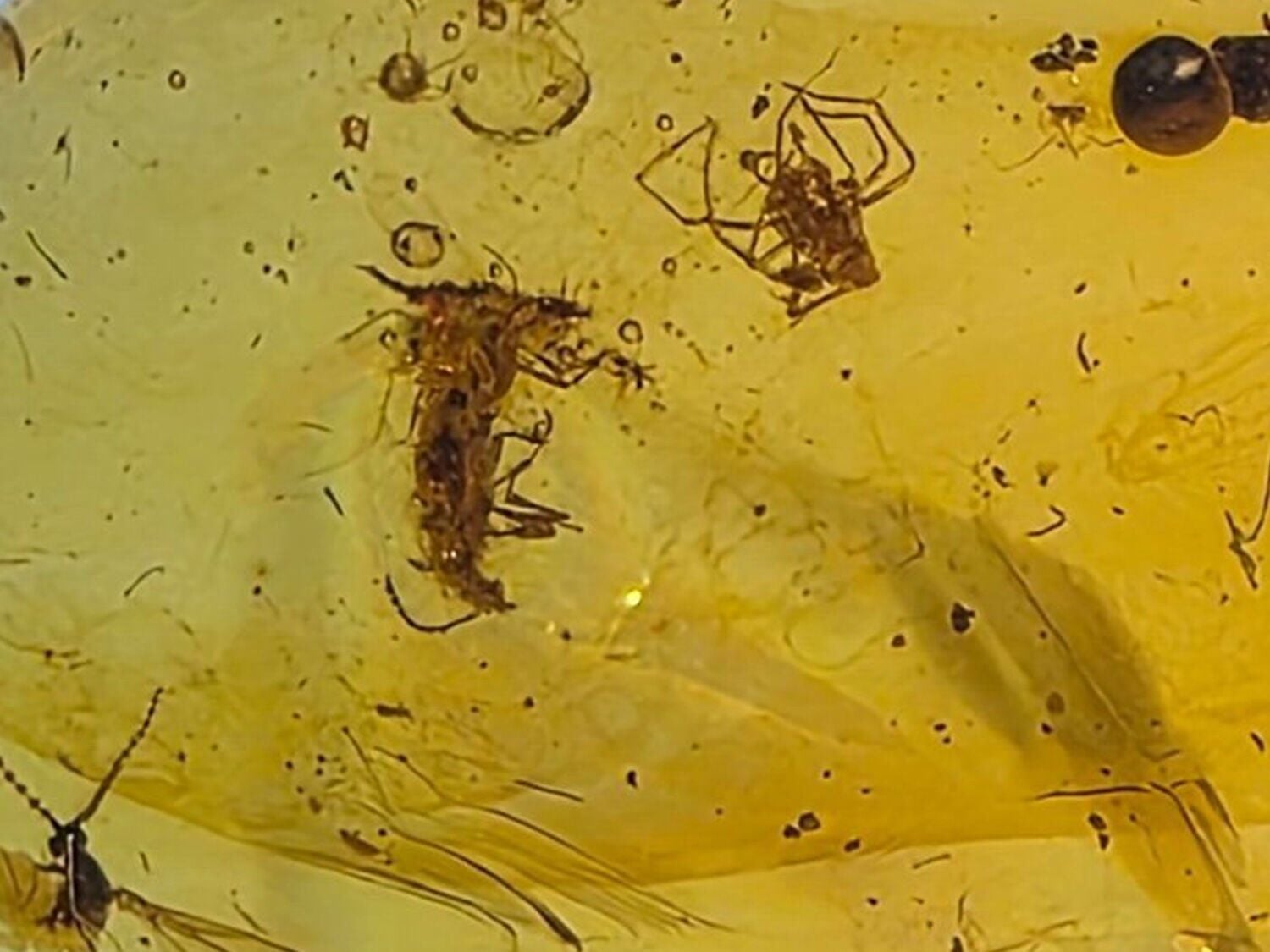 Insects in amber reveal ecosystem when dinosaurs roamed the Earth ...