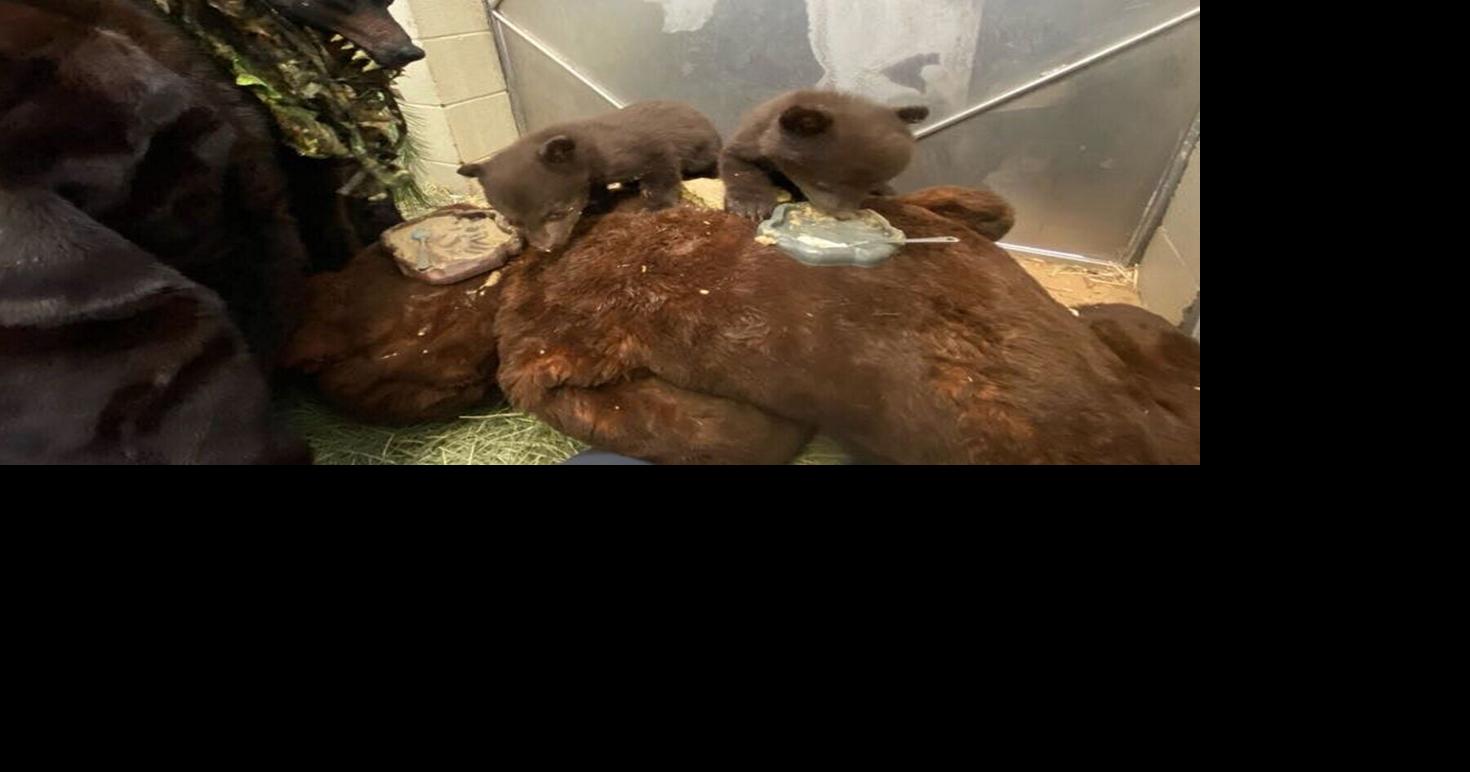 Orphan bear cubs cared for by keepers dressed as mother bear | National ...