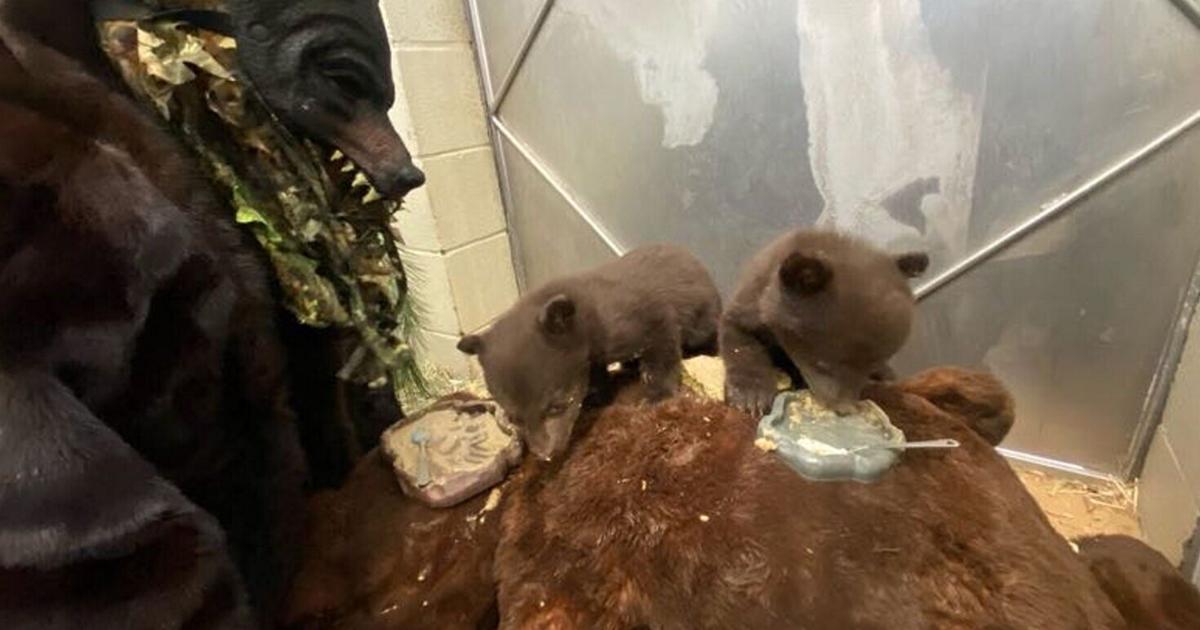 Orphan bear cubs cared for by keepers dressed as mother bear | National ...
