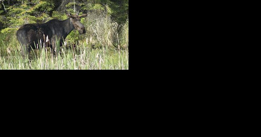 Wolves might help moose avoid a deadly parasite - Vimarsana News