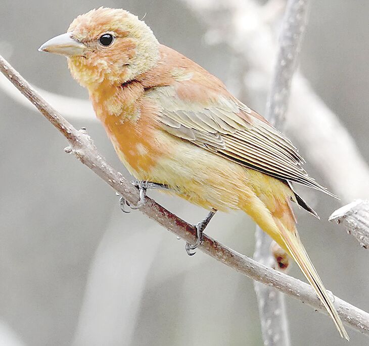 Crazy Nature Video: Redbird 