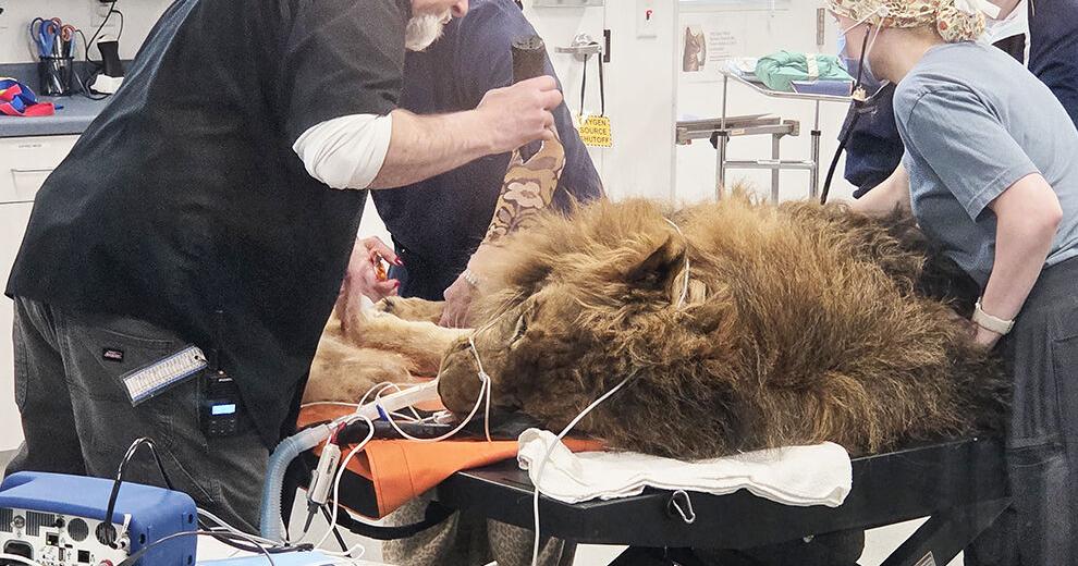 Wildcat Sanctuary performs vet exam, procedure on 350-pound lion