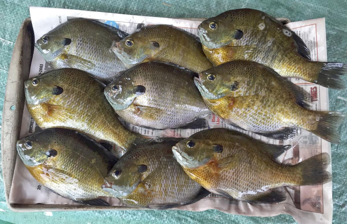DNR proposes lower limits for bigger sunfish, News