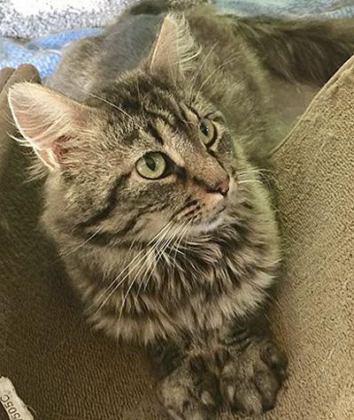 Kitty Krusaders Trap Feral Cats Find New Homes News Moraminn Com