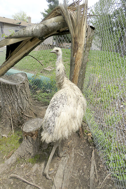 Bird's the word, and emus are the cool birds in the neighborhood