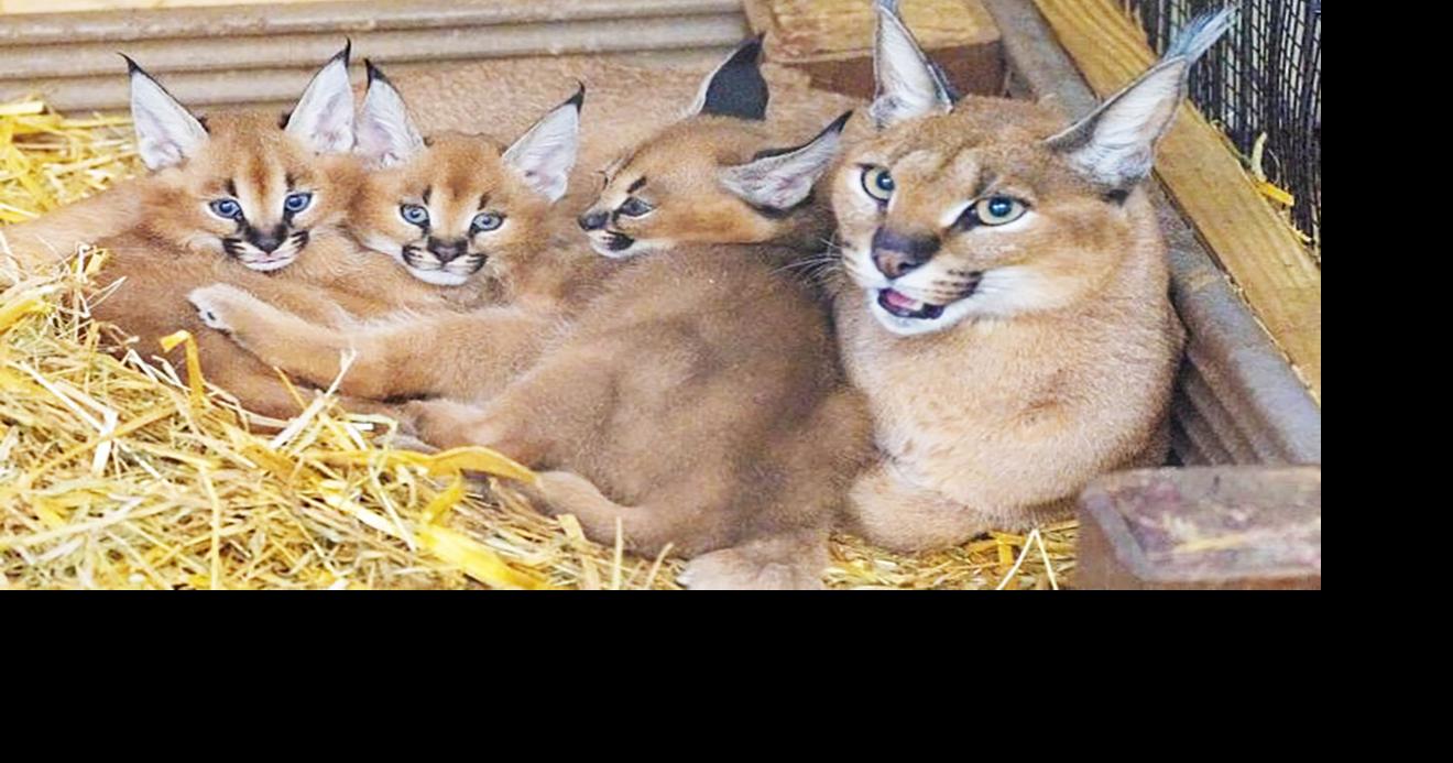 Wildcat Sanctuary faces new challenges with surprise caracal kittens