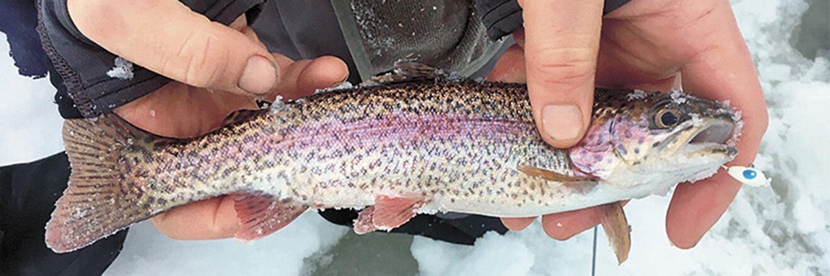 Winter Trout Fishing Could Be Hot On Grindstone Lake News Moraminn Com