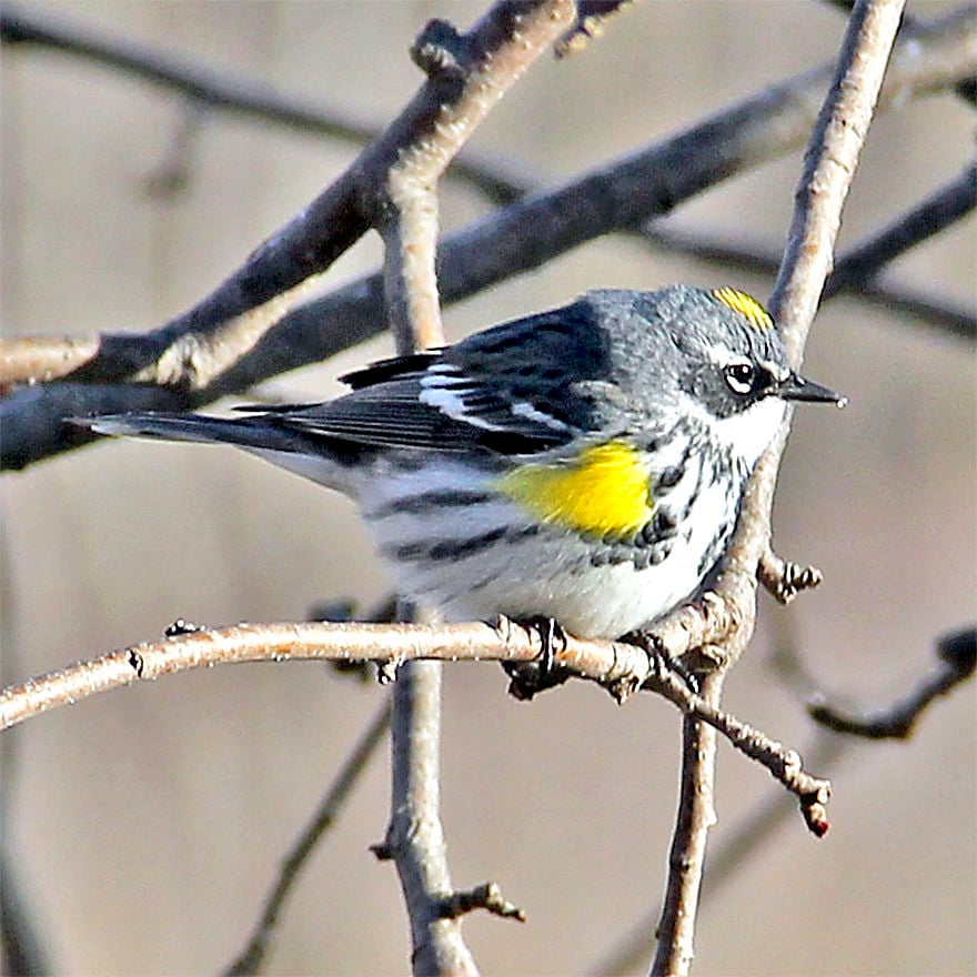 Baltimore Oriole and Cape May Warbler: May 2021