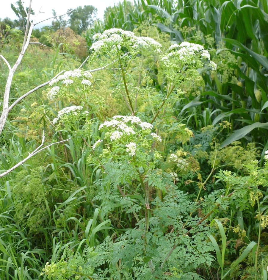 how-to-get-rid-of-poison-hemlock-remove-this-toxic-plant-gardeningetc