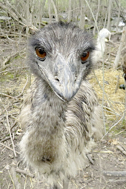 Bird's the word, and emus are the cool birds in the neighborhood