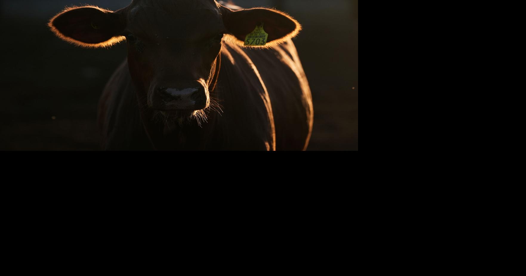 With tighter checks for flesh-eating screwworm, a border crossing reopens Stockyards in New Mexico that had closed due to the New World screwworm outbreak are bustling again By SUSAN MONTOYA BRYAN - Associated Press Oct 26, 2026 21 mins ago