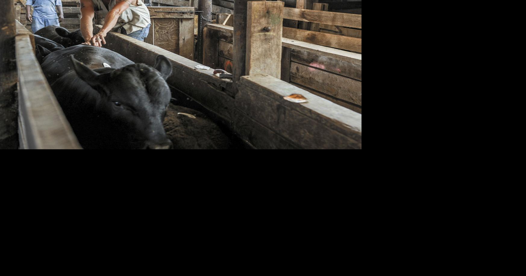 Valley Stockyard relocating to Moulton Local News