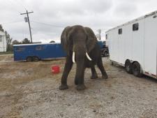 Elephant sent to TN sanctuary | Local News | moultonadvertiser.com