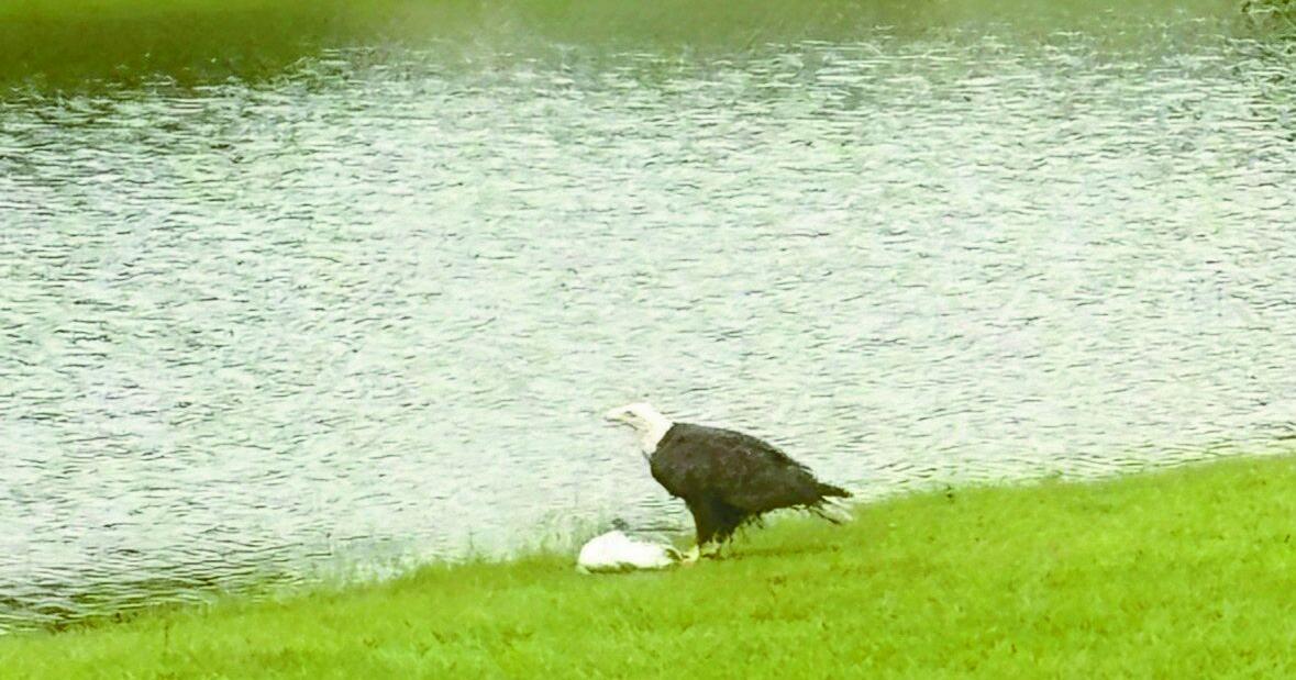 American Bald Eagles at home in Lawrence County