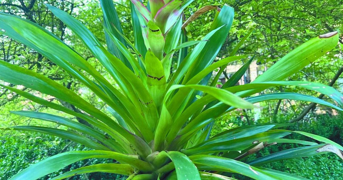 The perfect carefree plant