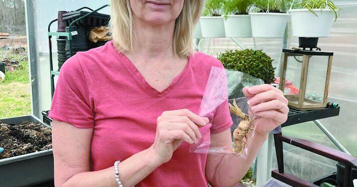 Lawrence County Master Gardeners to have an iris sale March 21st