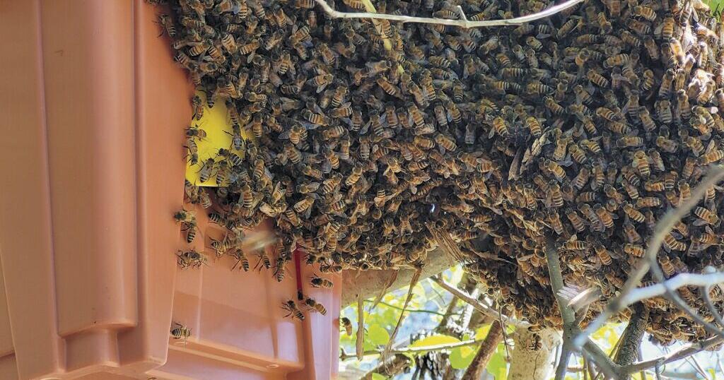 All about the Bees - Vimarsana News