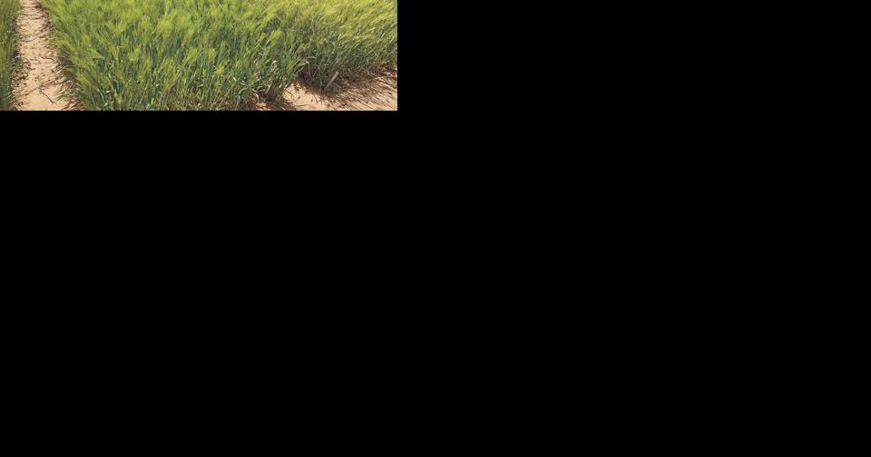 Barley Field Day scheduled for May 14 in Belle Mina - Vimarsana News