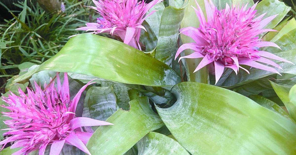 Foolproof Example In House A few examples of practically foolproof houseplants | News ...