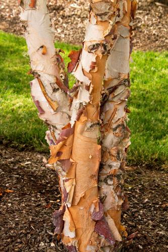 Peeling Birch Bark