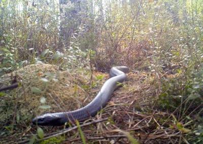 Eastern Indigo snake