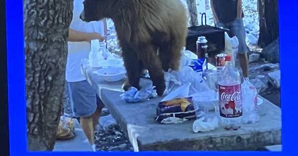 MAC Meeting: Senior Services and Bear Safety