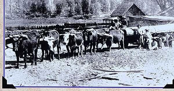 Logging, Sawmills, and Emerging Community