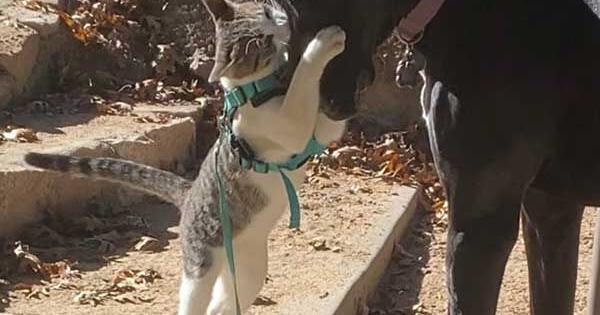 Pets and their People