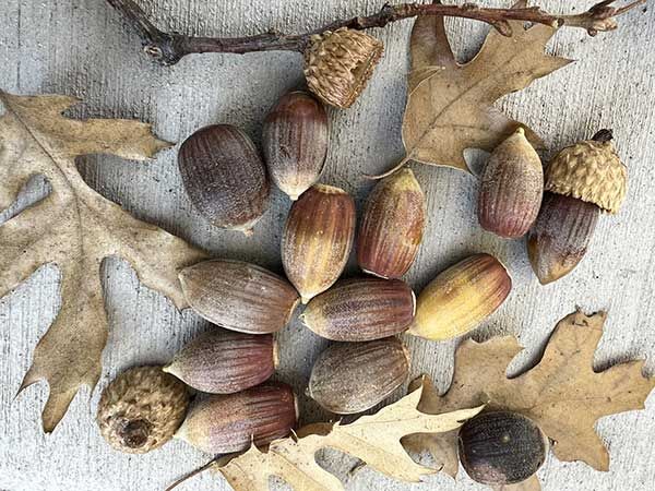 Surge in Acorns Puts Both Residents and Wildlife on Alert | News ...