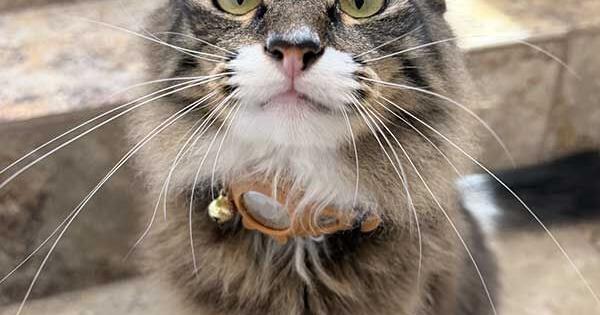 Pets and their People