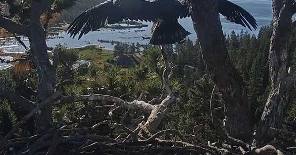 Empty Nest: Luna Takes Flight as Sandy Thrives After Scary Fall