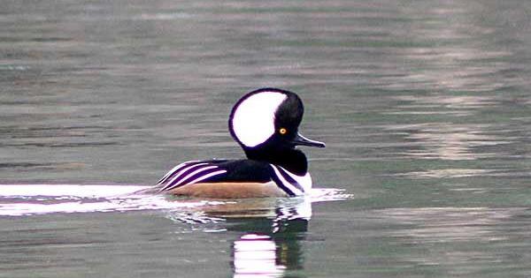 Why Do Birds Migrate?