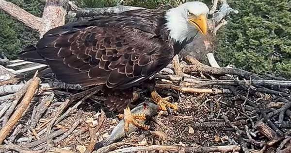 $10 Million Secures Eagles' Home