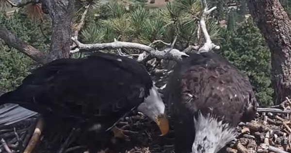A new chapter begins at the eagle nest