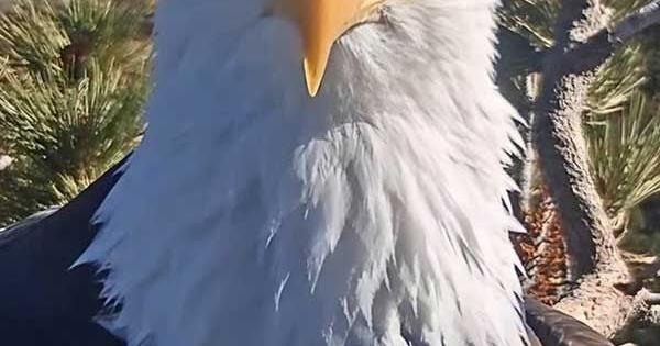 Soar Free, Jackie
