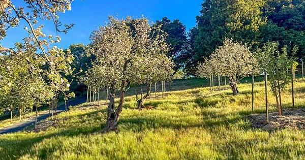 Where Pines Meet the Vine | News | mountain-news.com