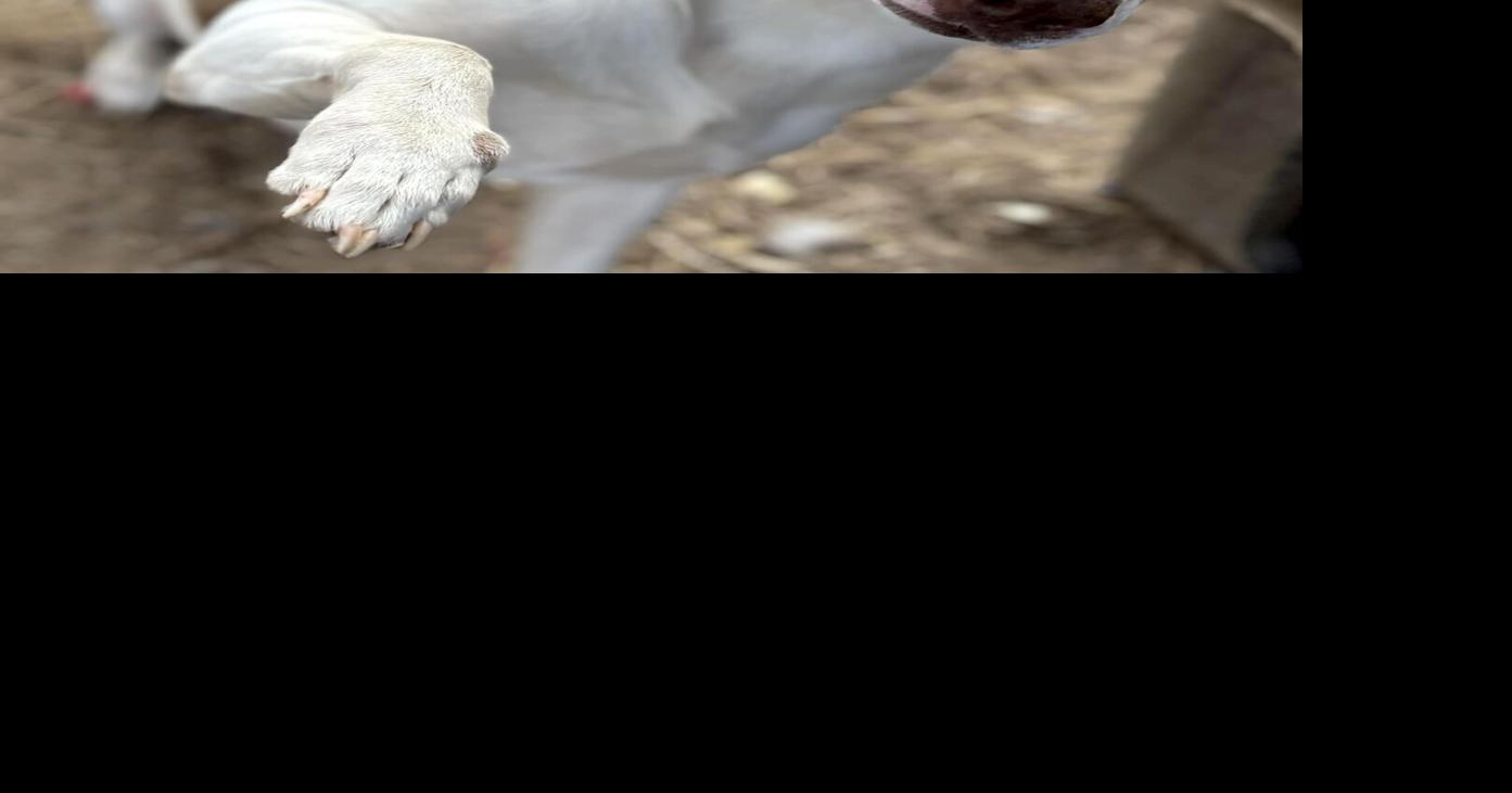 RUFF reflects on 2023 animal rescue efforts | News | mountaineagle.com