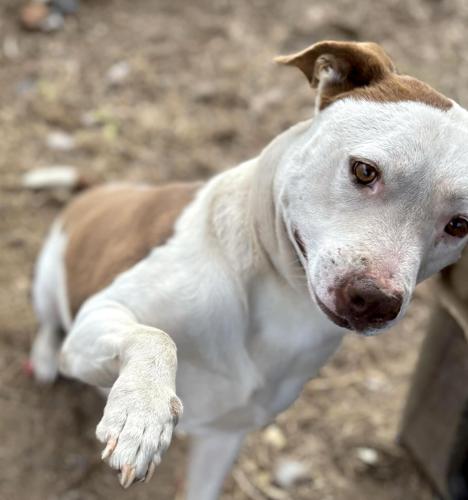 RUFF reflects on 2023 animal rescue efforts | News | mountaineagle.com