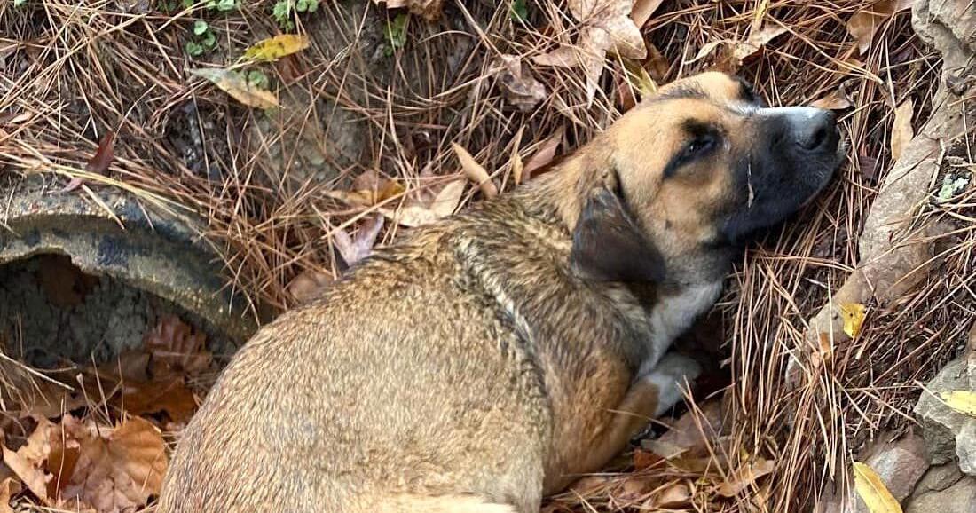 Arrest made in animal cruelty case | News | mountaineagle.com