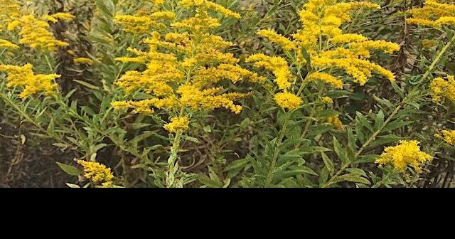 The fall show of goldenrod | Lifestyles | mountaineagle.com