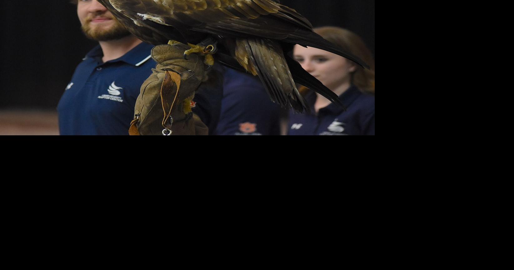 Auburn Raptor Center visits Maddox students | | mountaineagle.com