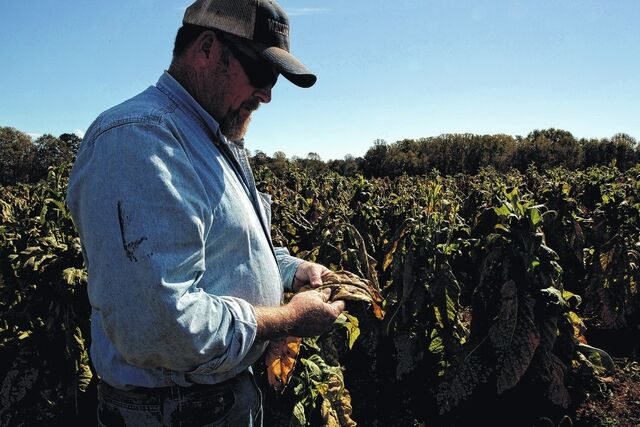 tobacco in zyn FDA says popular Zyn nicotine pouches can stay on market