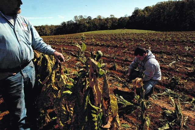tobacco farm australia Tobacco contract cuts hurt Surry County farmers | Local News