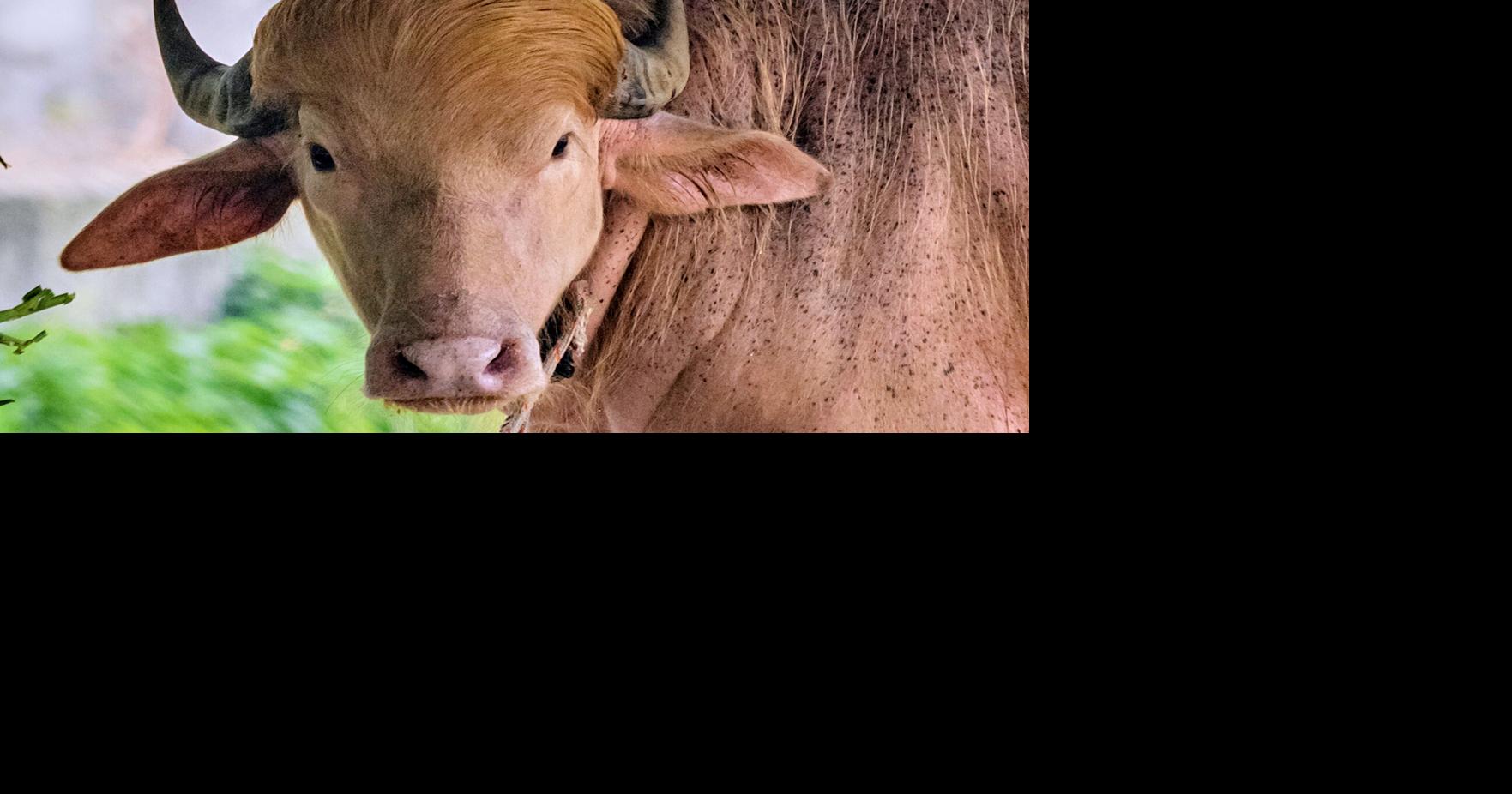 Buffalo named 'Donald Trump' for its golden locks is a sensation at a Bangladesh zoo