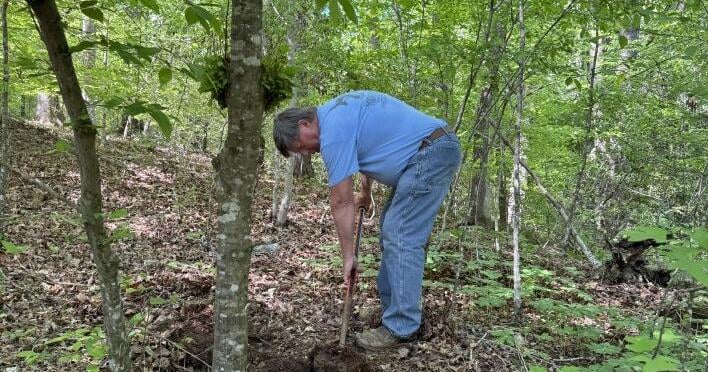 From chestnuts to wildflowers, Pilot Mountain arboretum grows into its mission