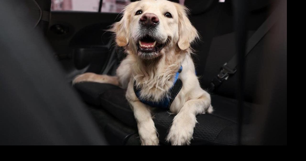 Paws on the road: Tips for a dog-friendly vacation